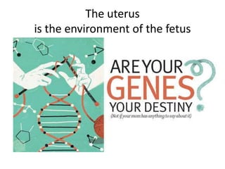 The uterus
is the environment of the fetus
 
