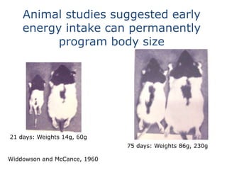 Animal studies suggested early
energy intake can permanently
program body size
75 days: Weights 86g, 230g
21 days: Weights 14g, 60g
Widdowson and McCance, 1960
 