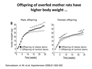 Offspring of overfed mother rats have
higher body weight …
Samuelsson, A.-M. et al. Hypertension 2008;51:383-392
Male offspring Female offspring
Offspring of obese dams
Offspring of control dams
Offspring of obese dams
Offspring of control dams
 