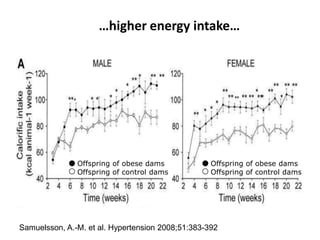 …higher energy intake…
Samuelsson, A.-M. et al. Hypertension 2008;51:383-392
Offspring of obese dams
Offspring of control dams
Offspring of obese dams
Offspring of control dams
 