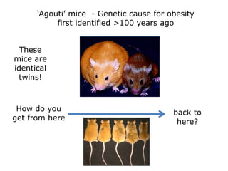 „Agouti‟ mice - Genetic cause for obesity
first identified >100 years ago
These
mice are
identical
twins!
How do you
get from here
back to
here?
 