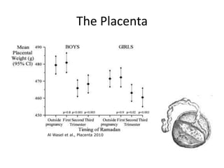 The Placenta
Al Wasel et al., Placenta 2010
 