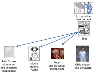 Diet
Extrauterine
environment
Mom’s own
intrauterine
and childhood
experiences
Mom’s
prenatal
health
Fetal
and placental
metabolism
Child growth
and behaviors
 