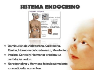 SISTEMA ENDOCRINO




• Disminución de Aldosterona, Calcitonina,
  Renina, Hormona del crecimiento, Melatonina.
• Insulina, Cortisol y Hormonas tiroideas sus
  cantidades varían.
• Noradrenalina y Hormona foliculoestimulante
  sus cantidades aumentan.
 