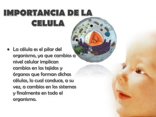 IMPORTANCIA DE LA
     CELULA

• La célula es el pilar del
  organismo, ya que cambios a
  nivel celular implican
  cambios en los tejidos y
  órganos que forman dichas
  células, lo cual conduce, a su
  vez, a cambios en los sistemas
  y finalmente en todo el
  organismo.
 