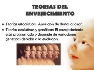TEORIAS DEL
              ENVEJECIMIENTO
• Teorías estocásticas: Aparición de daños al azar.
• Teorías evolutivas y genéticas: El envejecimiento
  está programado y depende de variaciones
  genéticas debidas a la evolución.
 