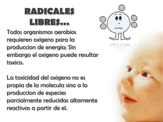 RADICALES
       LIBRES…
Todos organismos aerobios
requieren oxigeno para la
produccion de energia; Sin
embargo el oxigeno puede resultar
toxico.

La toxicidad del oxigeno no es
propia de la molecula sino a la
produccion de especies
parcialmente reducidas altamente
reactivas a partir de el.
 