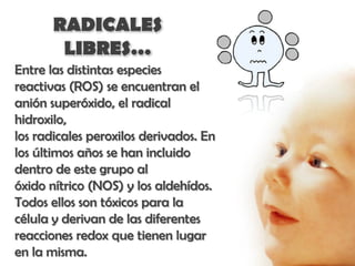 RADICALES
        LIBRES…
Entre las distintas especies
reactivas (ROS) se encuentran el
anión superóxido, el radical
hidroxilo,
los radicales peroxilos derivados. En
los últimos años se han incluido
dentro de este grupo al
óxido nítrico (NOS) y los aldehídos.
Todos ellos son tóxicos para la
célula y derivan de las diferentes
reacciones redox que tienen lugar
en la misma.
 