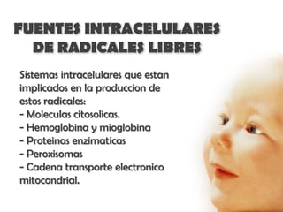FUENTES INTRACELULARES
  DE RADICALES LIBRES
Sistemas intracelulares que estan
implicados en la produccion de
estos radicales:
- Moleculas citosolicas.
- Hemoglobina y mioglobina
- Proteinas enzimaticas
- Peroxisomas
- Cadena transporte electronico
mitocondrial.
 