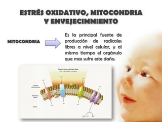 ESTRÉS OXIDATIVO, MITOCONDRIA
          Y ENVEJECIMMIENTO
              Es la principal fuente de
MITOCONDRIA   producción de radicales
              libres a nivel celular, y al
              mismo tiempo el orgánulo
              que mas sufre este daño.
 