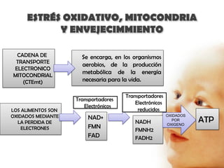 ESTRÉS OXIDATIVO, MITOCONDRIA
           Y ENVEJECIMMIENTO

 CADENA DE            Se encarga, en los organismos
 TRANSPORTE
                      aerobios, de la producción
ELECTRONICO
MITOCONDRIAL
                      metabólica de la energía
   (CTEmt)            necesaria para la vida.

                                      Transportadores
                    Transportadores
                                          Electrónicos
                       Electrónicos
LOS ALIMENTOS SON                          reducidos
OXIDADOS MEDIANTE       NAD+                             OXIDADOS
  LA PERDIDA DE                           NADH             POR      ATP
    ELECTRONES          FMN                              OXIGENO
                                          FMNH2
                        FAD               FADH2
 
