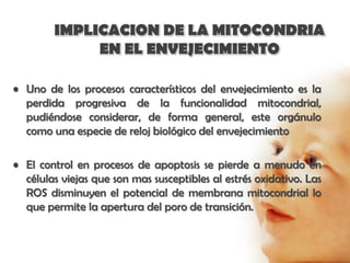IMPLICACION DE LA MITOCONDRIA
             EN EL ENVEJECIMIENTO

• Uno de los procesos característicos del envejecimiento es la
  perdida progresiva de la funcionalidad mitocondrial,
  pudiéndose considerar, de forma general, este orgánulo
  como una especie de reloj biológico del envejecimiento

• El control en procesos de apoptosis se pierde a menudo en
  células viejas que son mas susceptibles al estrés oxidativo. Las
  ROS disminuyen el potencial de membrana mitocondrial lo
  que permite la apertura del poro de transición.
 
