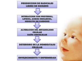 PRODUCCION DE RADICALES
    LIBRES DE OXIGENO



  INTERACCION CON PROTEINAS,
   LIPIDOS, ACIDOS NUCLEICOS,
     HIDRATOS DE CARBONO



 ALTERACION DEL METABOLISMO
          CELULAR
      DAÑO SUBCELULAR



DETERIORO DE LA HOMEOSTASIS
         CELULAR



ENVEJECIMIENTO Y ENFERMEDAD
 