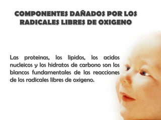 COMPONENTES DAÑADOS POR LOS
  RADICALES LIBRES DE OXIGENO



Las proteinas, los lipidos, los acidos
nucleicos y los hidratos de carbono son los
blancos fundamentales de las reacciones
de los radicales libres de oxigeno.
 