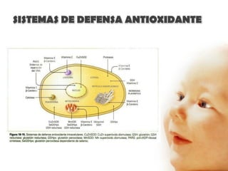 SISTEMAS DE DEFENSA ANTIOXIDANTE
 