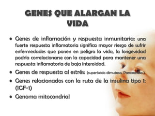 GENES QUE ALARGAN LA
               VIDA
• Genes de inflamación y respuesta inmunitaria: una
  fuerte respuesta inflamatoria significa mayor riesgo de sufrir
  enfermedades que ponen en peligro la vida, la longevidad
  podría correlacionarse con la capacidad para mantener una
  respuesta inflamatoria de baja intensidad.
• Genes de respuesta al estrés: (superóxido dimutasa, Paraxonasa )
• Genes relacionados con la ruta de la insulina tipo 1:
  (IGF-1)
• Genoma mitocondrial
 