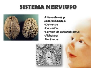 SISTEMA NERVIOSO
      Alteraciones y
      enfermedades:
      •Demencia
      •Depresión
      •Perdida de memoria grave
      •Alzheimer
      •Parkinson
 