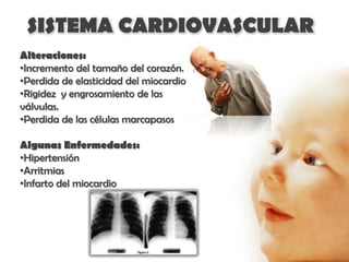 SISTEMA CARDIOVASCULAR
Alteraciones:
•Incremento del tamaño del corazón.
•Perdida de elasticidad del miocardio
•Rigidez y engrosamiento de las
válvulas.
•Perdida de las células marcapasos

Algunas Enfermedades:
•Hipertensión
•Arritmias
•Infarto del miocardio
 