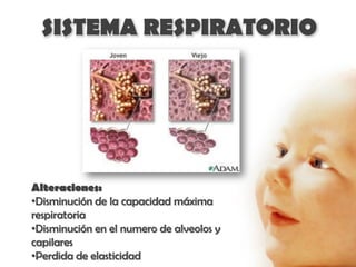 SISTEMA RESPIRATORIO




Alteraciones:
•Disminución de la capacidad máxima
respiratoria
•Disminución en el numero de alveolos y
capilares
•Perdida de elasticidad
 
