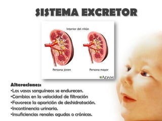 SISTEMA EXCRETOR




Alteraciones:
•Los vasos sanguíneos se endurecen.
•Cambios en la velocidad de filtración
•Favorece la aparición de deshidratación.
•Incontinencia urinaria.
•Insuficiencias renales agudas o crónicas.
 