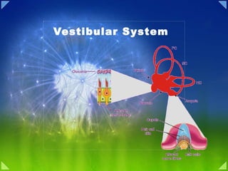 Vestibular System  