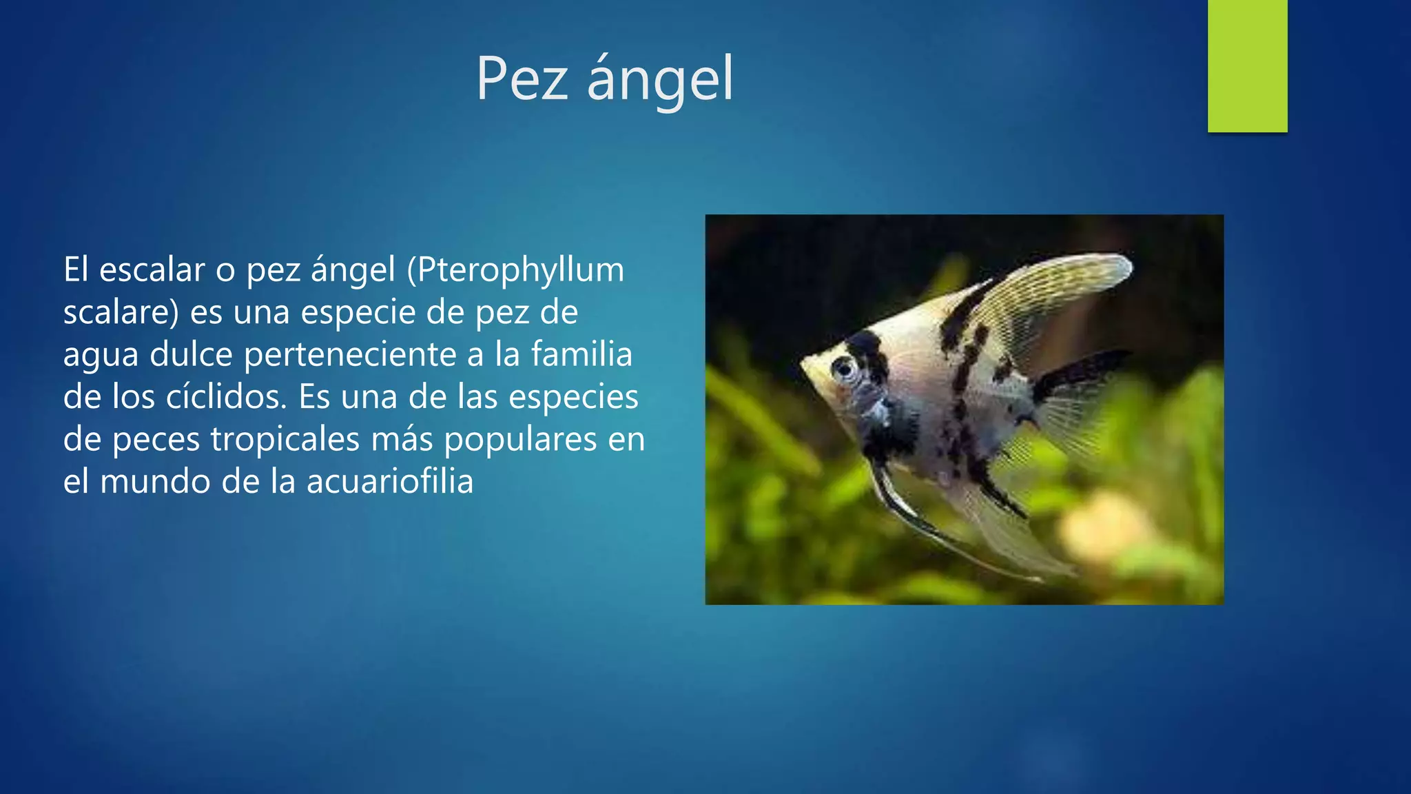 10 especies de peces ornamentales de agua dulce
