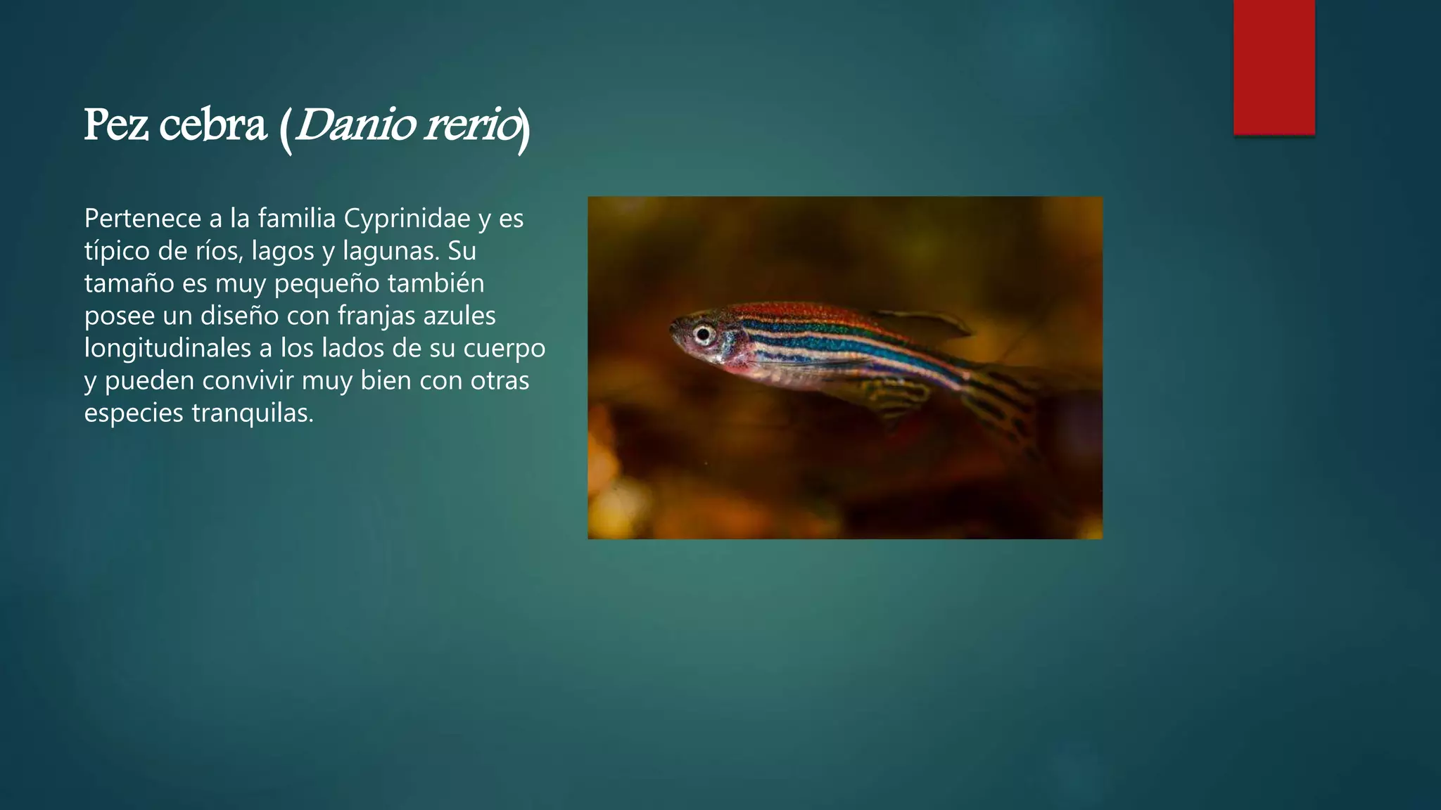 10 especies de peces ornamentales de agua dulce PPT