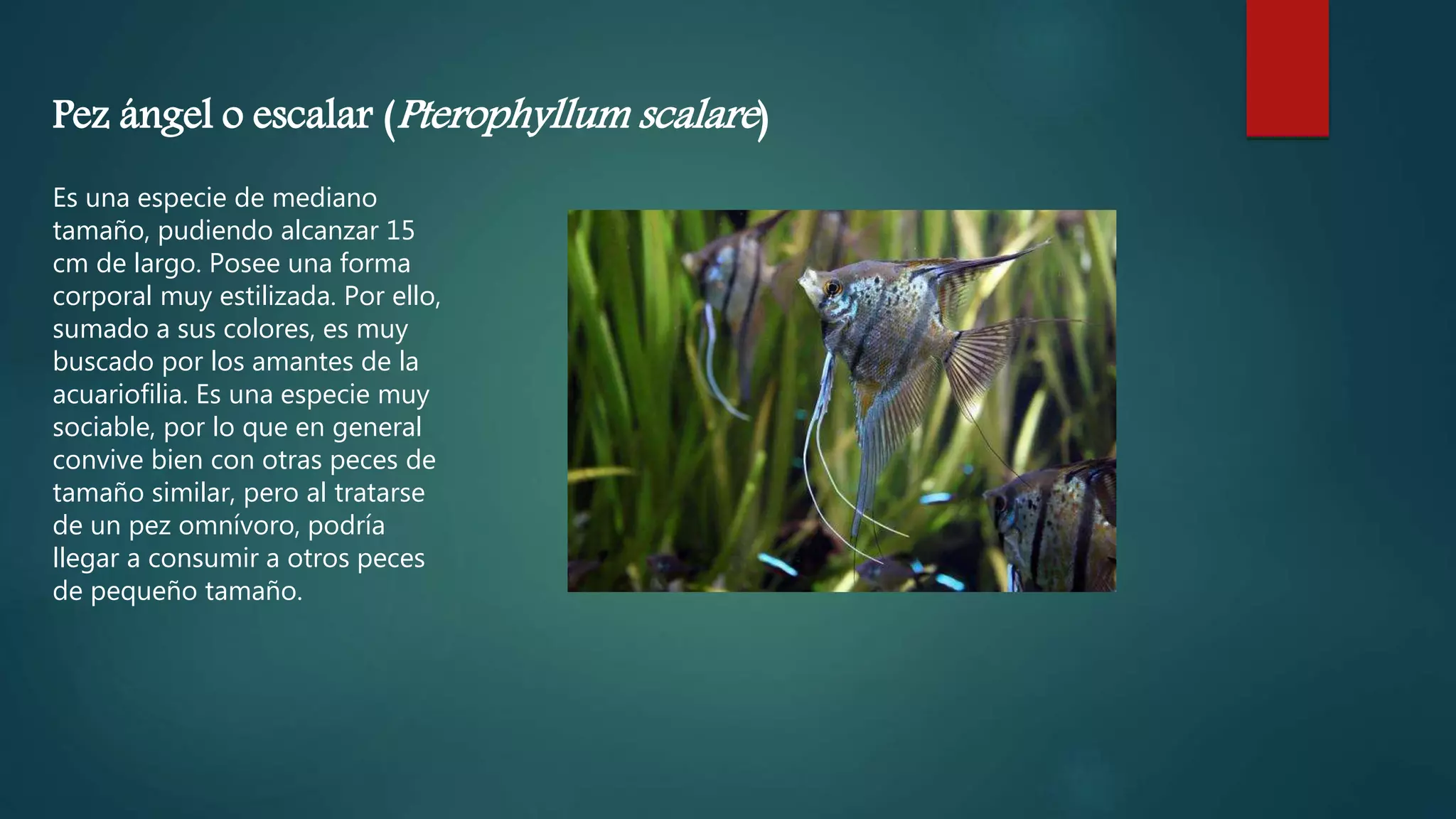 10 especies de peces ornamentales de agua dulce PPT