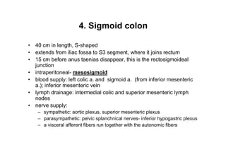 4. Sigmoid colon

40 cm in length, S-shaped
extends from iliac fossa to S3 segment, where it joins rectum
15 cm before anus taenias disappear, this is the rectosigmoideal
junction
intraperitoneal- mesosigmoid
blood supply: left colic a. and sigmoid a. (from inferior mesenteric
a.); inferior mesenteric vein
lymph drainage: intermedial colic and superior mesenteric lymph
nodes
nerve supply:
   sympathetic: aortic plexus, superior mesenteric plexus
   parasympathetic: pelvic splanchnical nerves- inferior hypogastric plexus
   a visceral afferent fibers run together with the autonomic fibers


                                                                         15
 