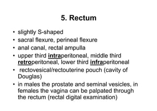 slightly S-shaped
sacral flexure, perineal flexure
anal canal, rectal ampulla
upper third intraperitoneal, middle third
retroperitoneal, lower third infraperitoneal
 rectovesical/rectouterine pouch (cavity of
Douglas)
in males the prostate and seminal vesicles, in
females the vagina can be palpated through
the rectum (rectal digital examination)      16
 