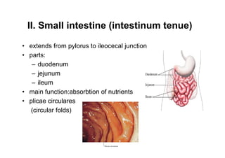 II. Small intestine (intestinum tenue)

extends from pylorus to ileocecal junction
parts:
    duodenum
    jejunum
    ileum
main function:absorbtion of nutrients
plicae circulares
(circular folds)



                                             6
 