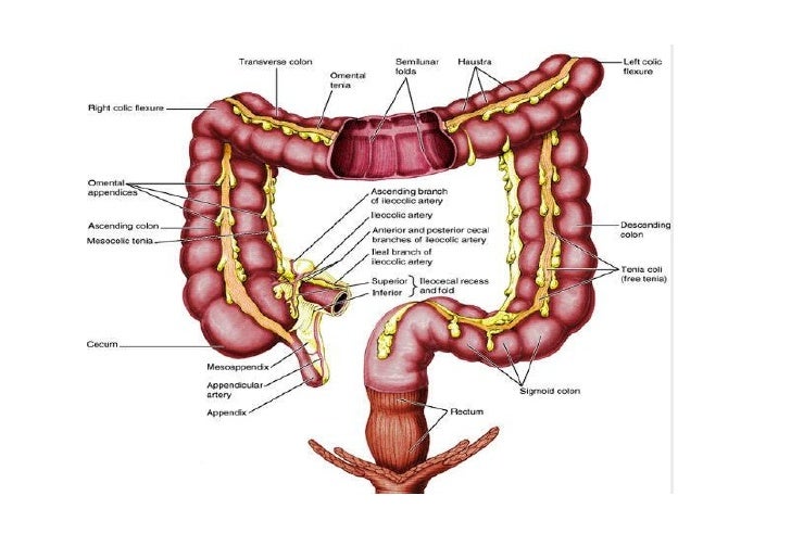 10e stomach