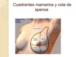 Cuadrantes mamarios y cola de
spence
 
