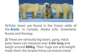 10 facts about polar bears nat geo kid.pptx