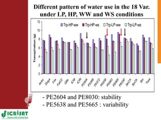 Low phosphorus and water stress tolerance in Pearl millet under lysimetre conditions