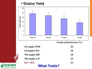 Low phosphorus and water stress tolerance in Pearl millet under lysimetre conditions