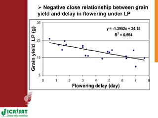 Low phosphorus and water stress tolerance in Pearl millet under lysimetre conditions