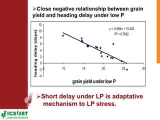 Low phosphorus and water stress tolerance in Pearl millet under lysimetre conditions
