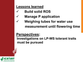 Low phosphorus and water stress tolerance in Pearl millet under lysimetre conditions