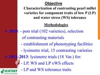 Low phosphorus and water stress tolerance in Pearl millet under lysimetre conditions