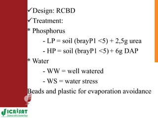 Low phosphorus and water stress tolerance in Pearl millet under lysimetre conditions