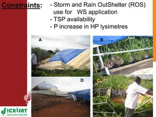 Low phosphorus and water stress tolerance in Pearl millet under lysimetre conditions