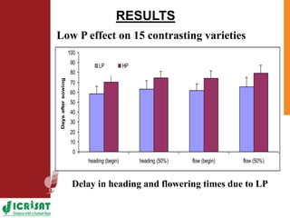 Low phosphorus and water stress tolerance in Pearl millet under lysimetre conditions