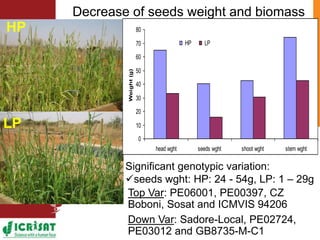 Low phosphorus and water stress tolerance in Pearl millet under lysimetre conditions