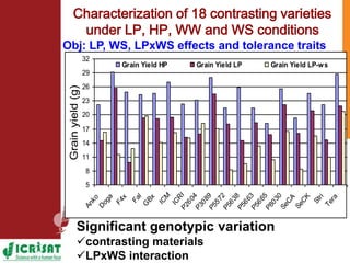 Low phosphorus and water stress tolerance in Pearl millet under lysimetre conditions