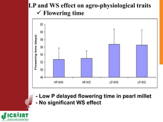 Low phosphorus and water stress tolerance in Pearl millet under lysimetre conditions