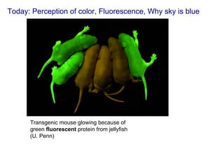 Today: Perception of color, Fluorescence, Why sky is blue Transgenic mouse glowing because of green  fluorescent  protein from jellyfish (U. Penn) 