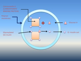Polymer
membrane
Glucose in
G –insulin out
Concanavalin A
(CARBOHYDRATE
BINDING PROTEIN)
Glycosylated
(G) insulin
 