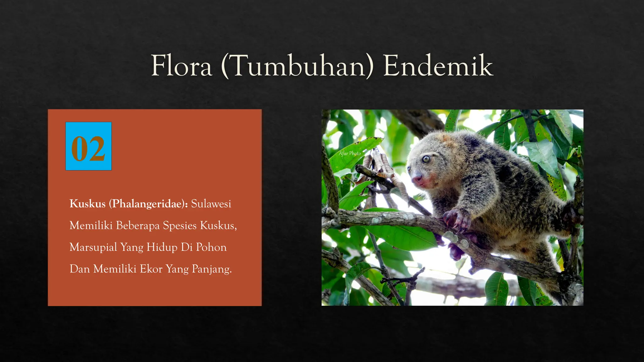 10 Flora dan Fauna Endemik yang tinggal di pulau sulawesi.pptx
