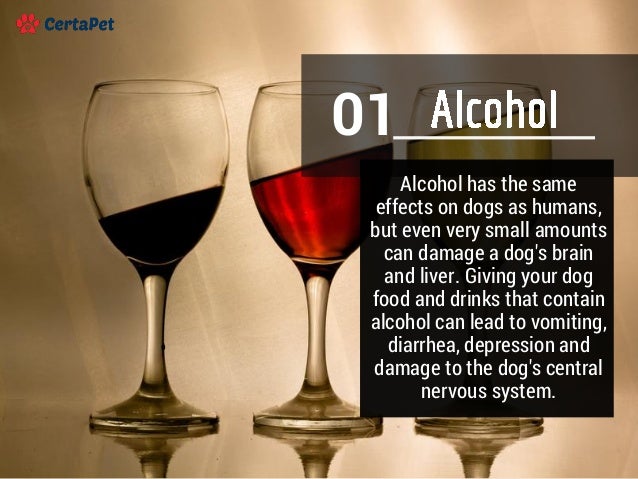 Can Poison In Dogs Lead To Liver Failure Can Poison In Dogs Lead To Liver Failure
